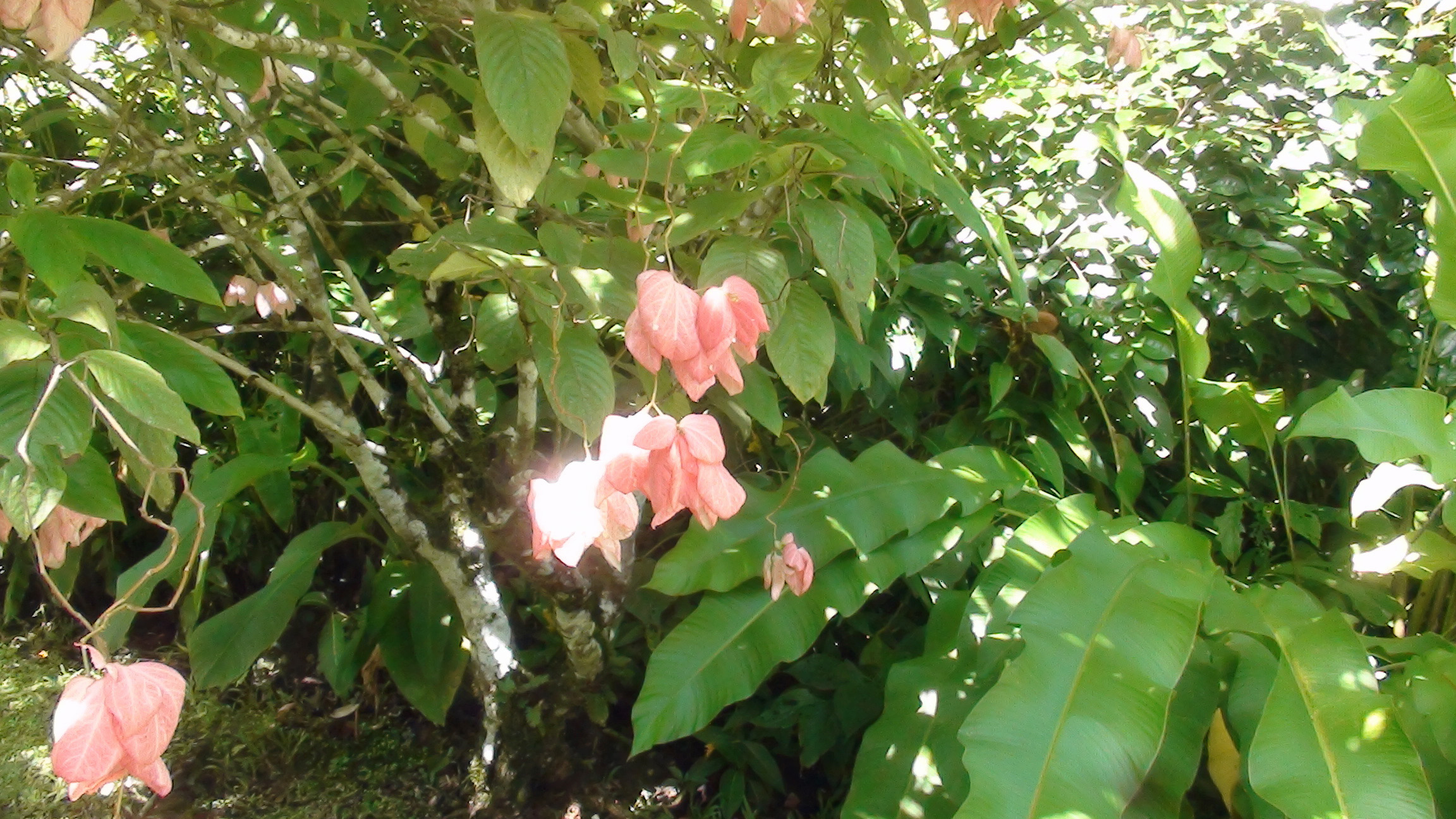 Botanic Garden Flowers, Guadaloupe
